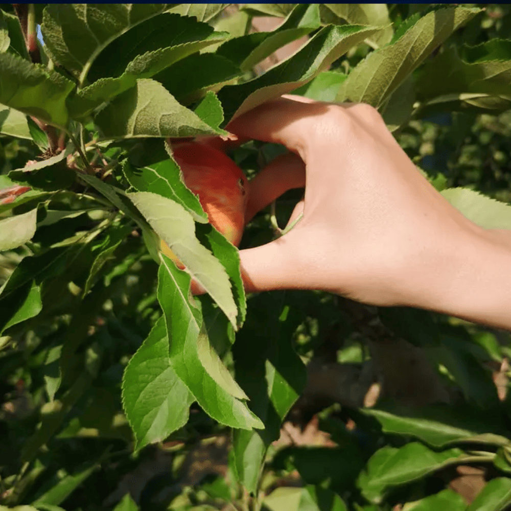 Apple Picking at Osthof | 10 Things To Do in Berlin This Fall | Berlin Travel Tips