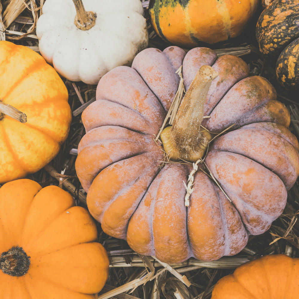 Schoneberg Pumpkin Festival | 10 Things To Do in Berlin This Fall | Berlin Travel Tips