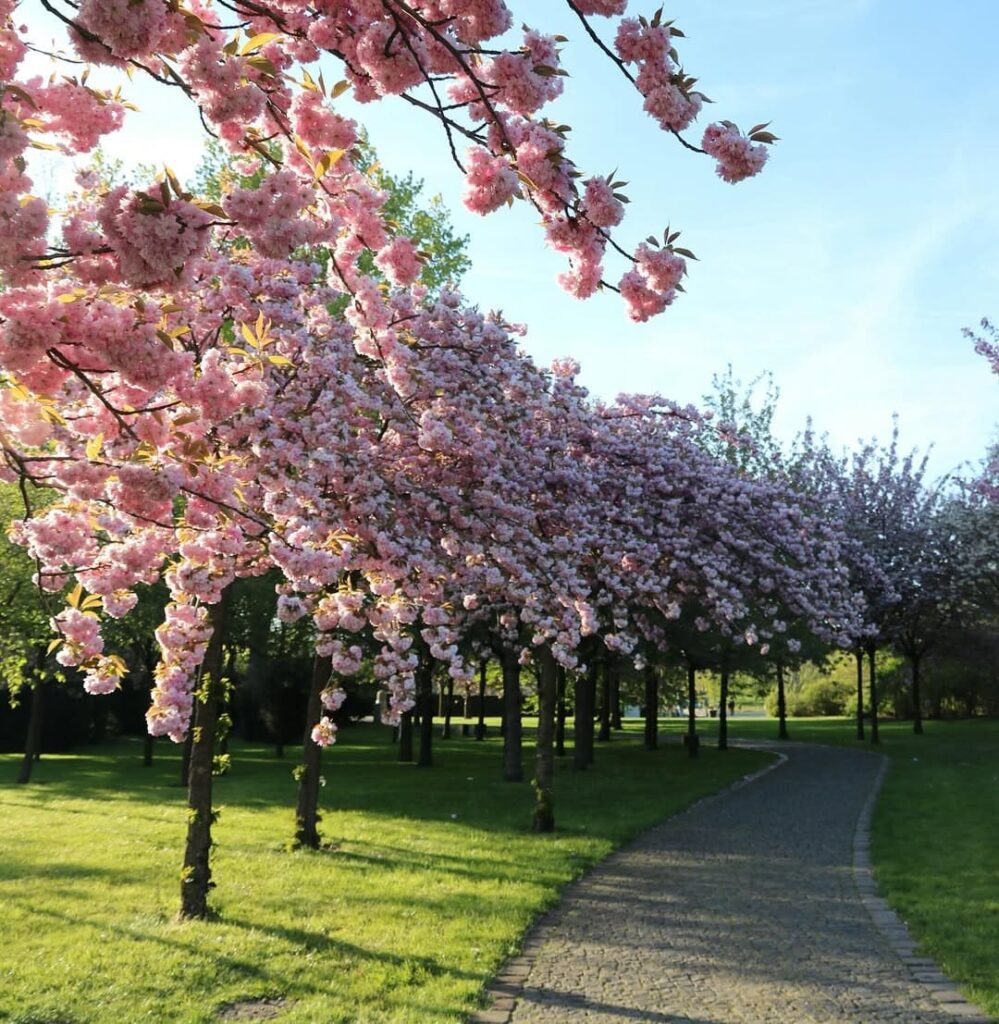 Garten der Welt Berlin cherry blossoms